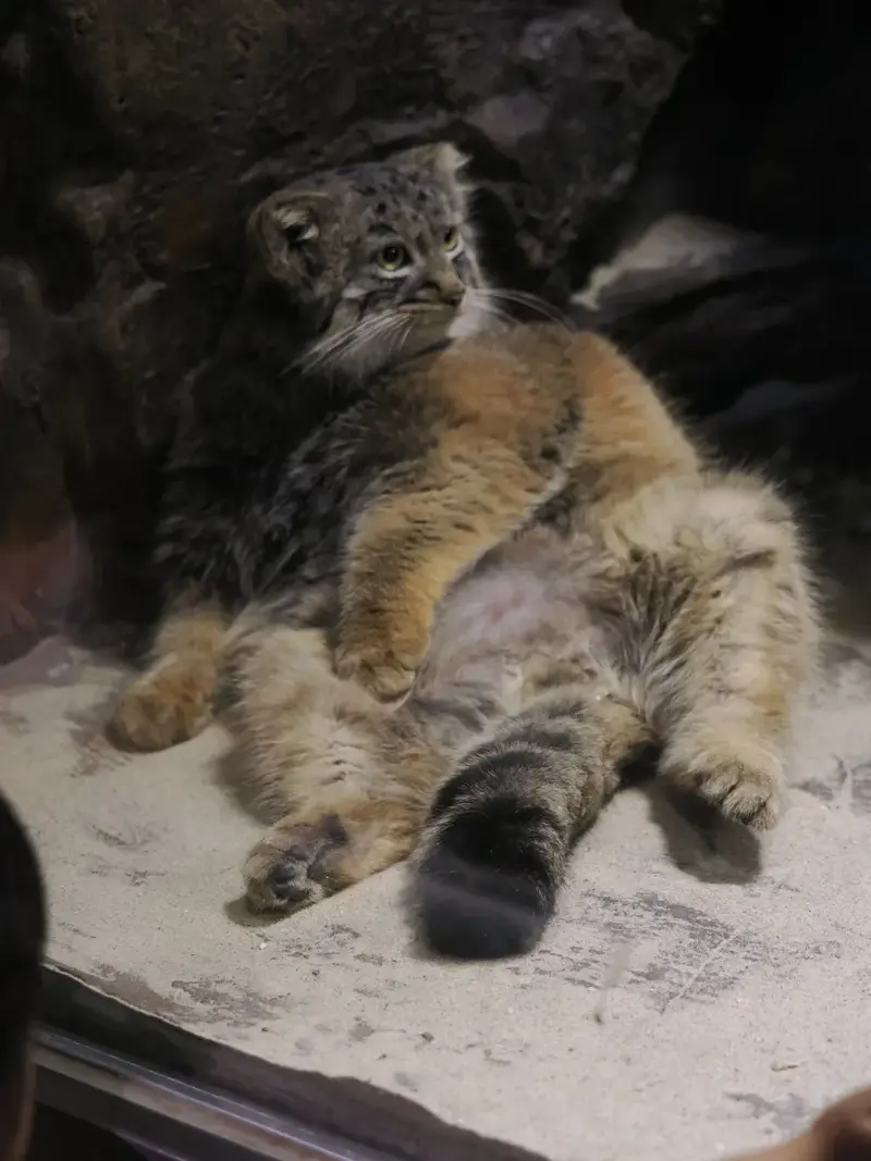 A photograph of a Pallas's cat