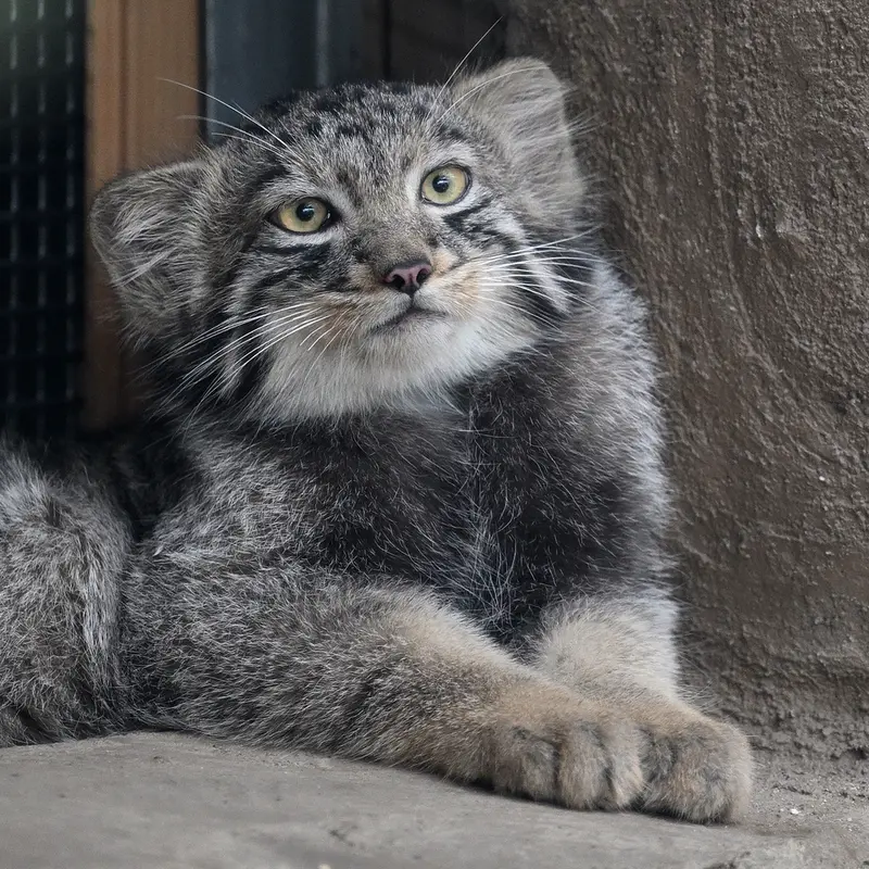A photograph of Komorebi in Kobe Animal Kingdom