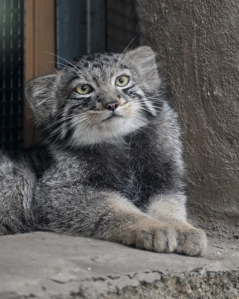 A photograph of Komorebi in Kobe Animal Kingdom