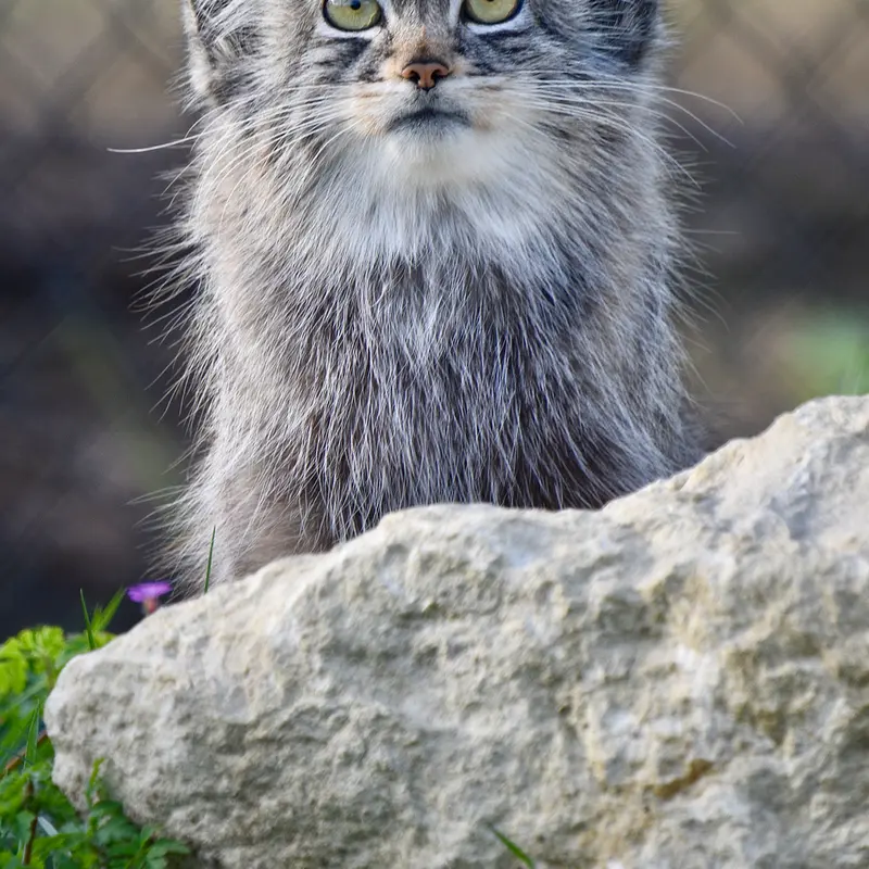 A photograph of Kharaa in Port Lympne Wild Animal Park