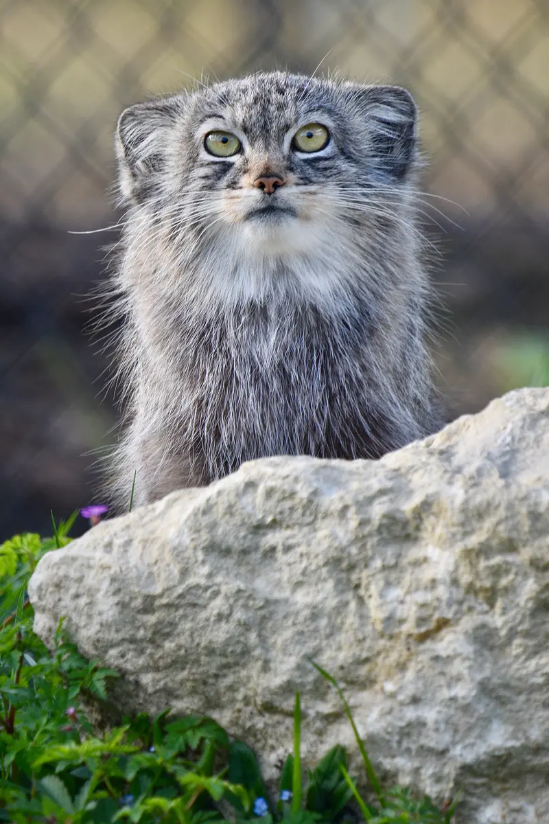 A photograph of Kharaa in Port Lympne Wild Animal Park