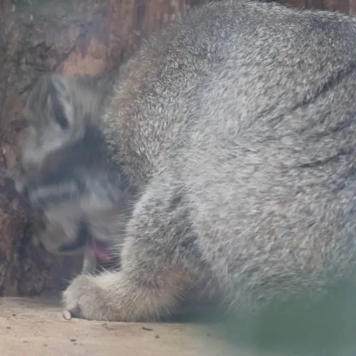 A photograph of a Pallas's cat in Leningrad zoo