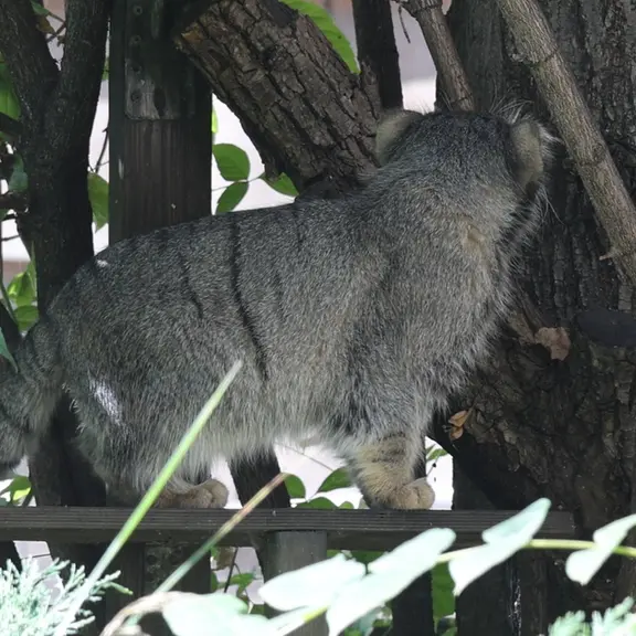 A photograph of a Pallas's cat in Moscow zoo