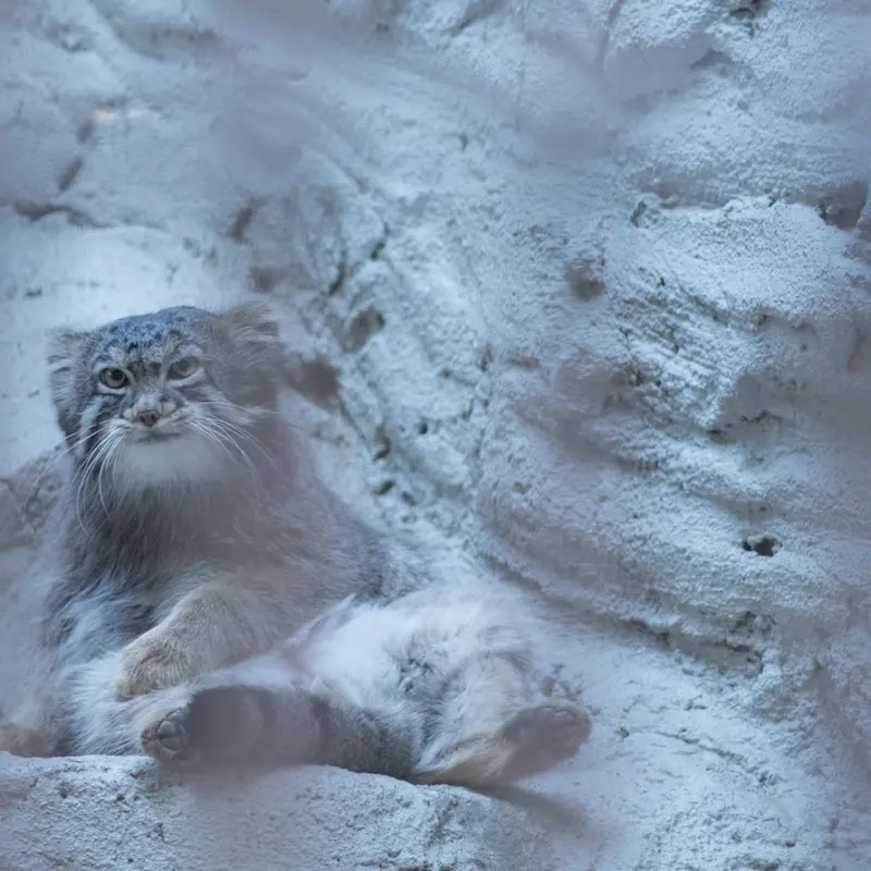 A photograph of Figa in Nogeyama Zoo