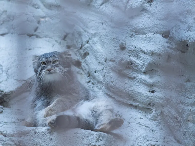 A photograph of Figa in Nogeyama Zoo