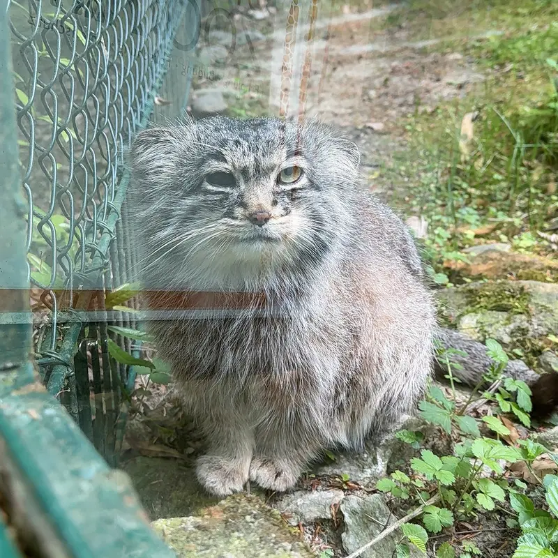 A photograph of Batu in Opel Zoo