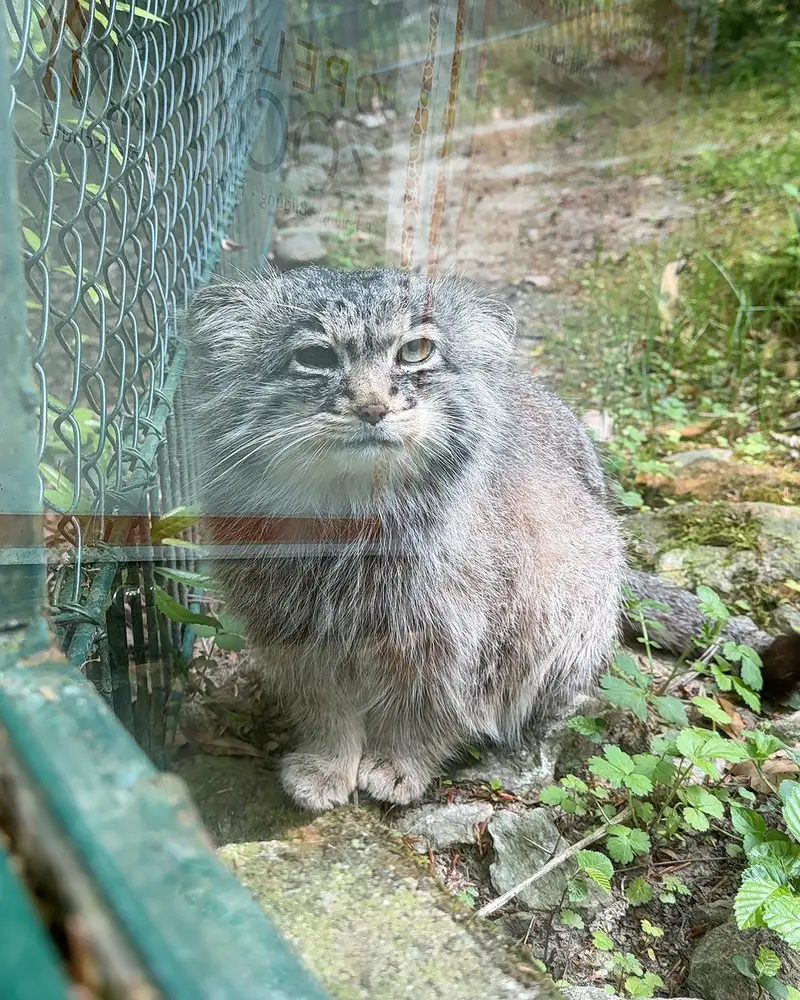 A photograph of Batu in Opel Zoo