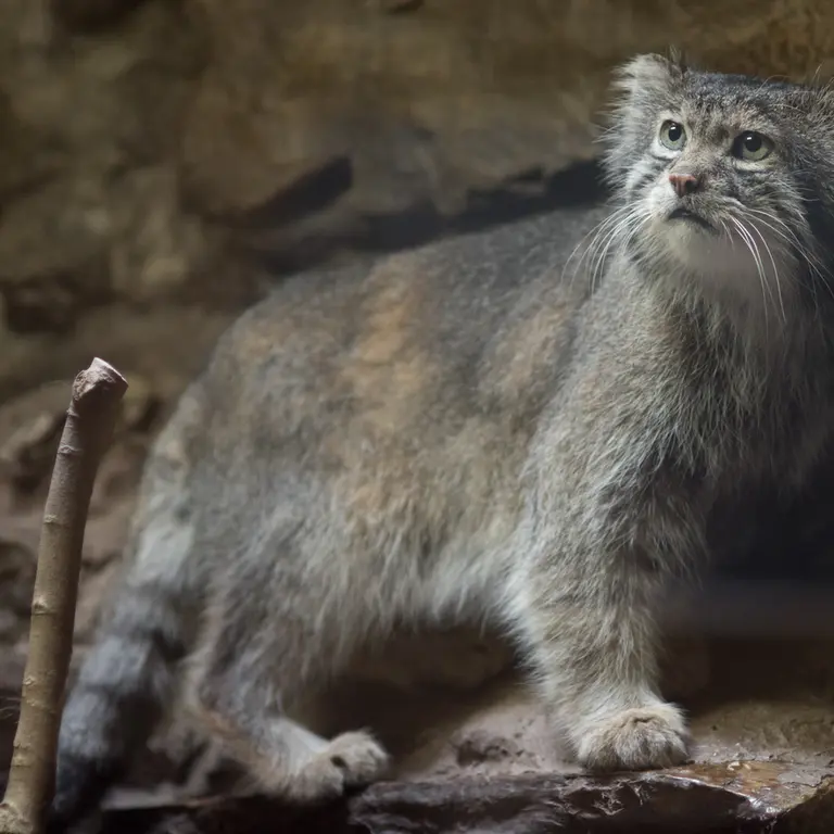 A photograph of Klyon in Ueno Zoological Gardens
