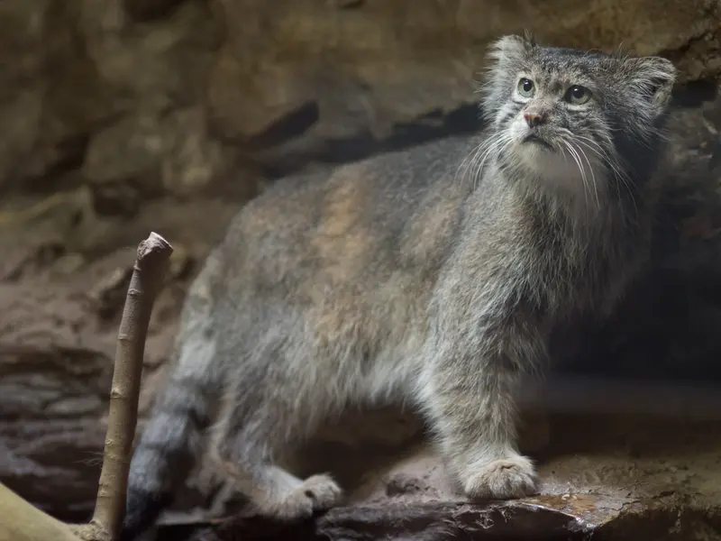 A photograph of Klyon in Ueno Zoological Gardens