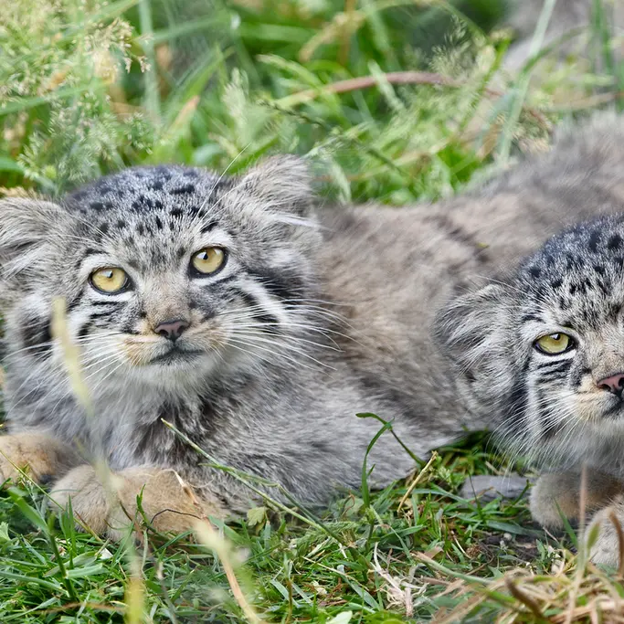 A photograph of a Pallas's cat in Port Lympne Wild Animal Park
