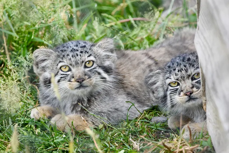 A photograph of a Pallas's cat in Port Lympne Wild Animal Park
