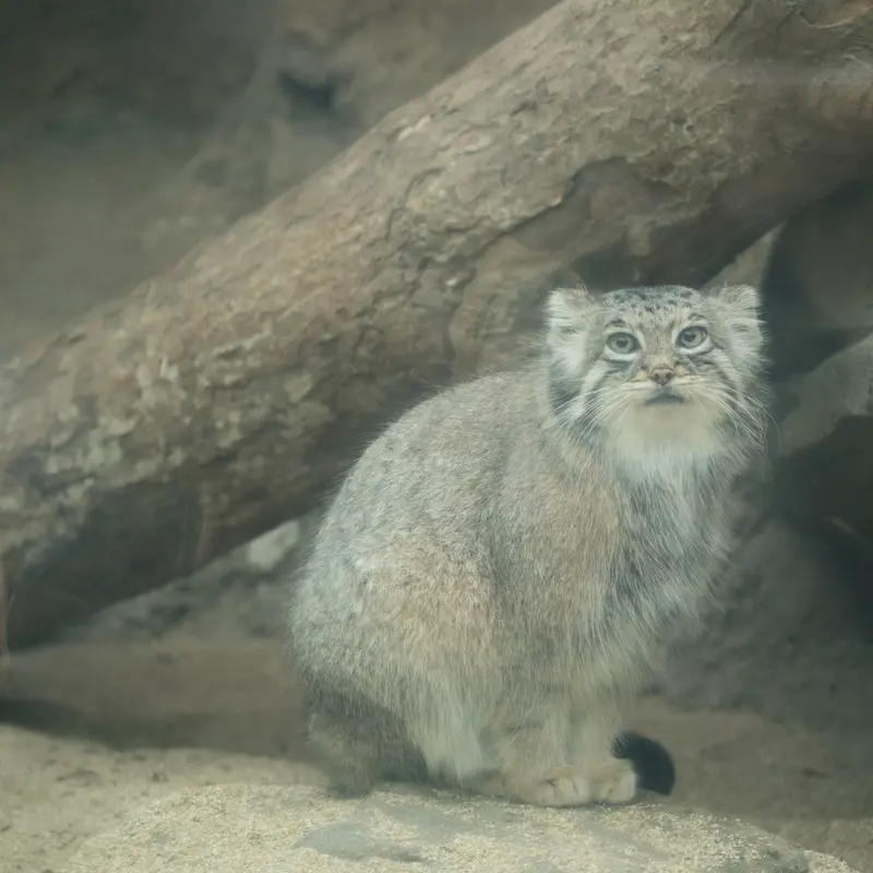 A photograph of Az in Kobe Animal Kingdom
