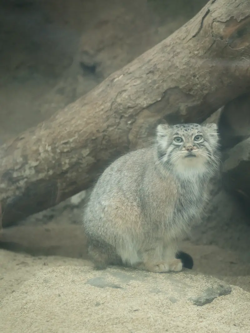 A photograph of Az in Kobe Animal Kingdom