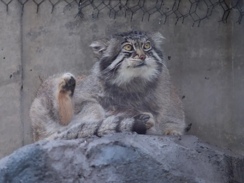 A photograph of Grusha in Asahiyama Zoo