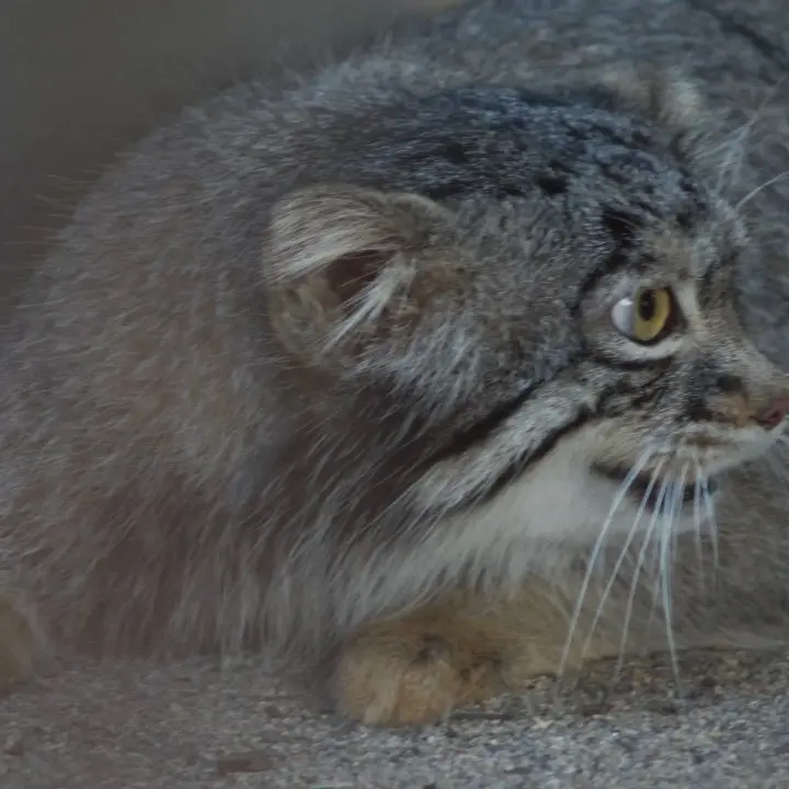 A photograph of Figa in Nogeyama Zoo