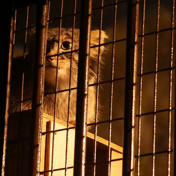 A photograph of a Pallas's cat in Nogeyama Zoo
