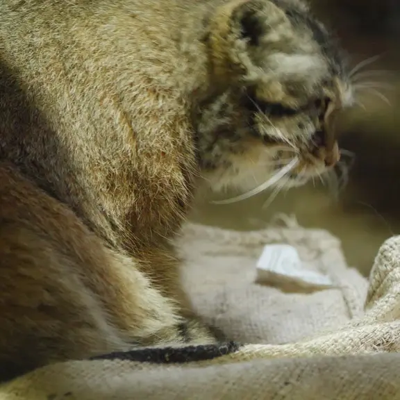 A photograph of a Pallas's cat in Ueno Zoological Gardens