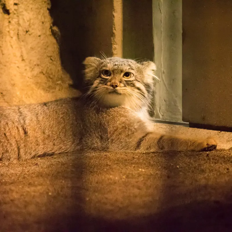 A photograph of Figa in Nogeyama Zoo