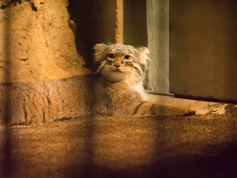 A photograph of Figa in Nogeyama Zoo