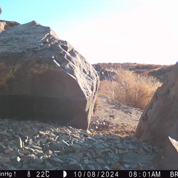 A photograph of Otocolobus manul manul from Kiikbai [new] camera trap
