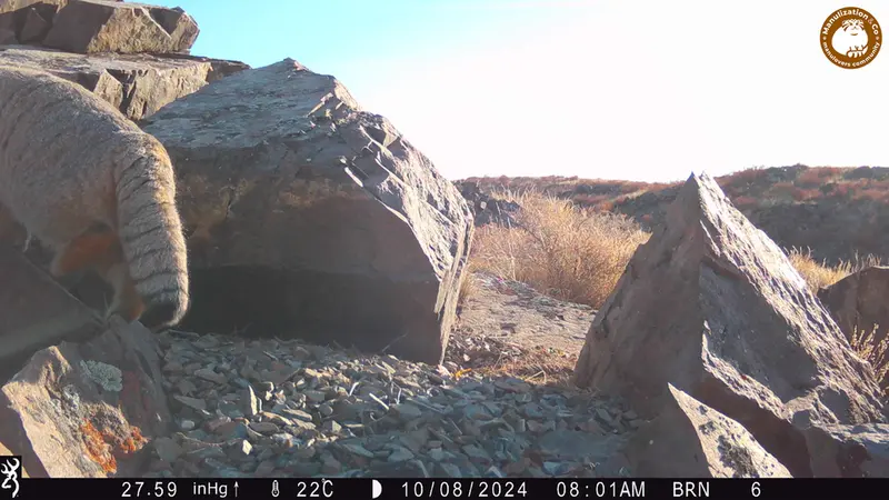A photograph of Otocolobus manul manul from Kiikbai [new] camera trap