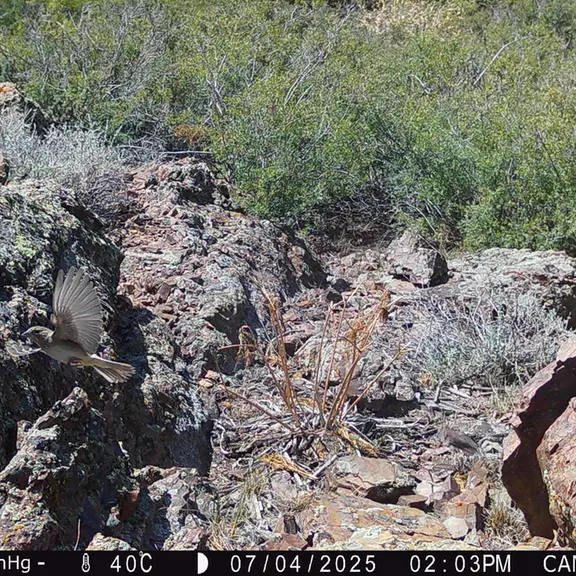 A photograph of a Pallas's cat from Zhundy 3 [new] camera trap
