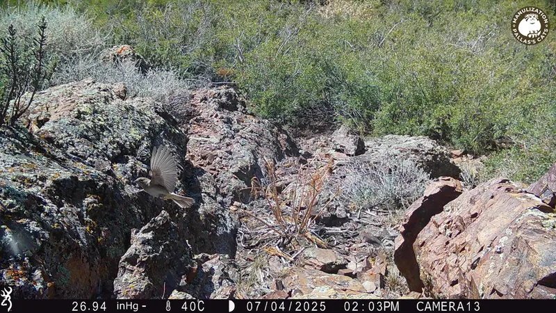 A photograph of a Pallas's cat from Zhundy 3 [new] camera trap