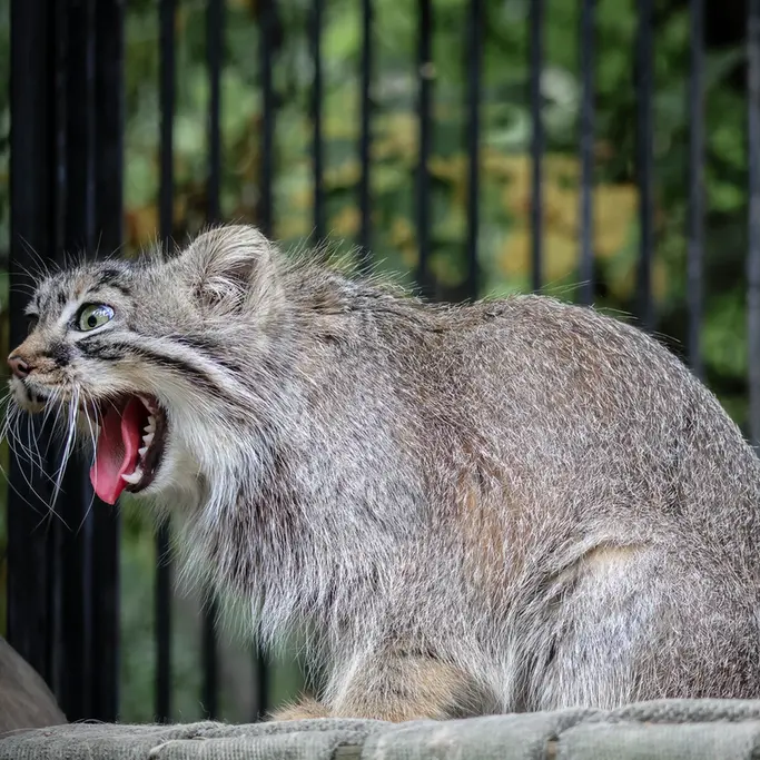 A photograph of Gabi in Novosibirsk Zoo