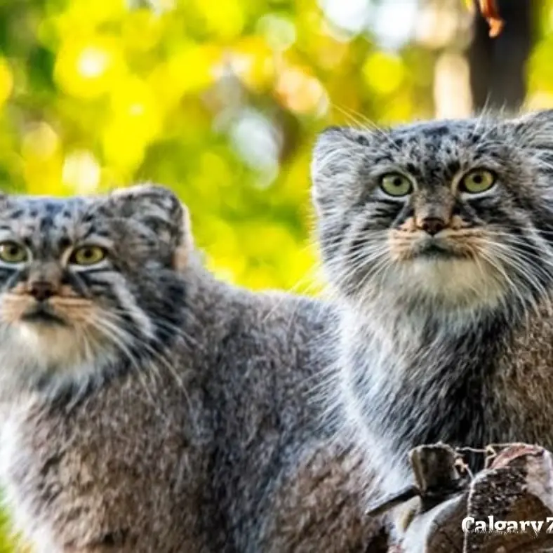 A photograph of Pema and Nox in Calgary Zoo / Wilder Institute