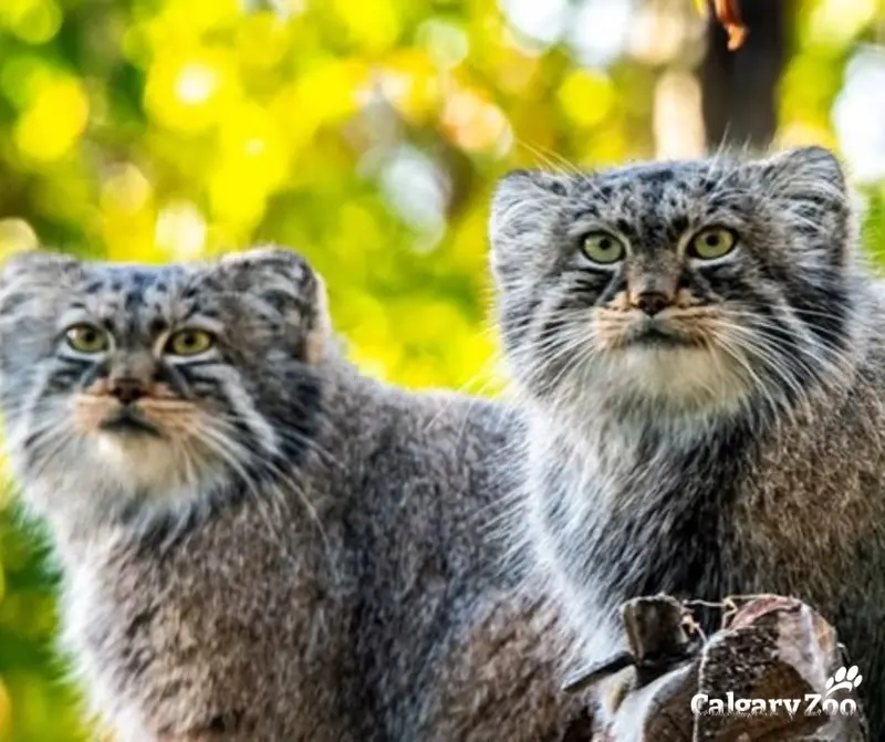 A photograph of Pema and Nox in Calgary Zoo / Wilder Institute