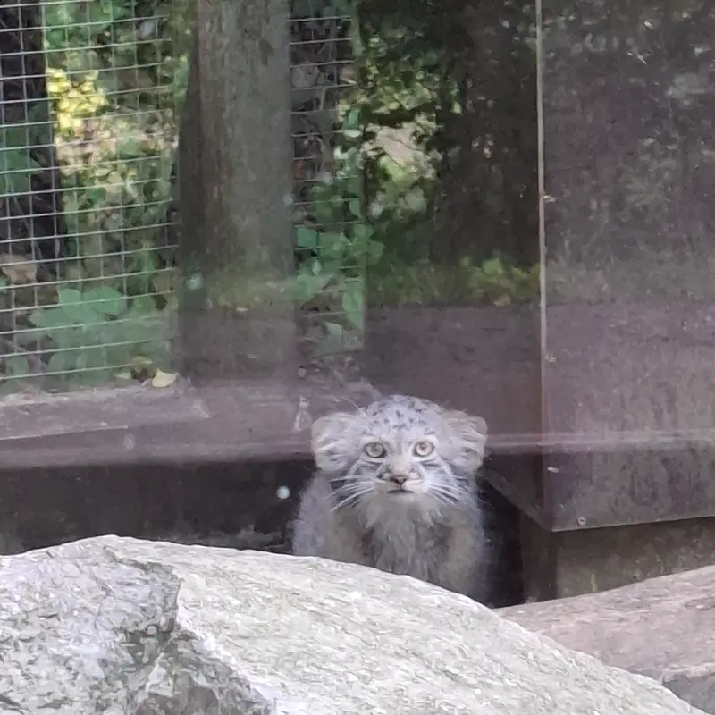 A photograph of Kitten of Alani b.2026 Ⅰ in Košice Zoo