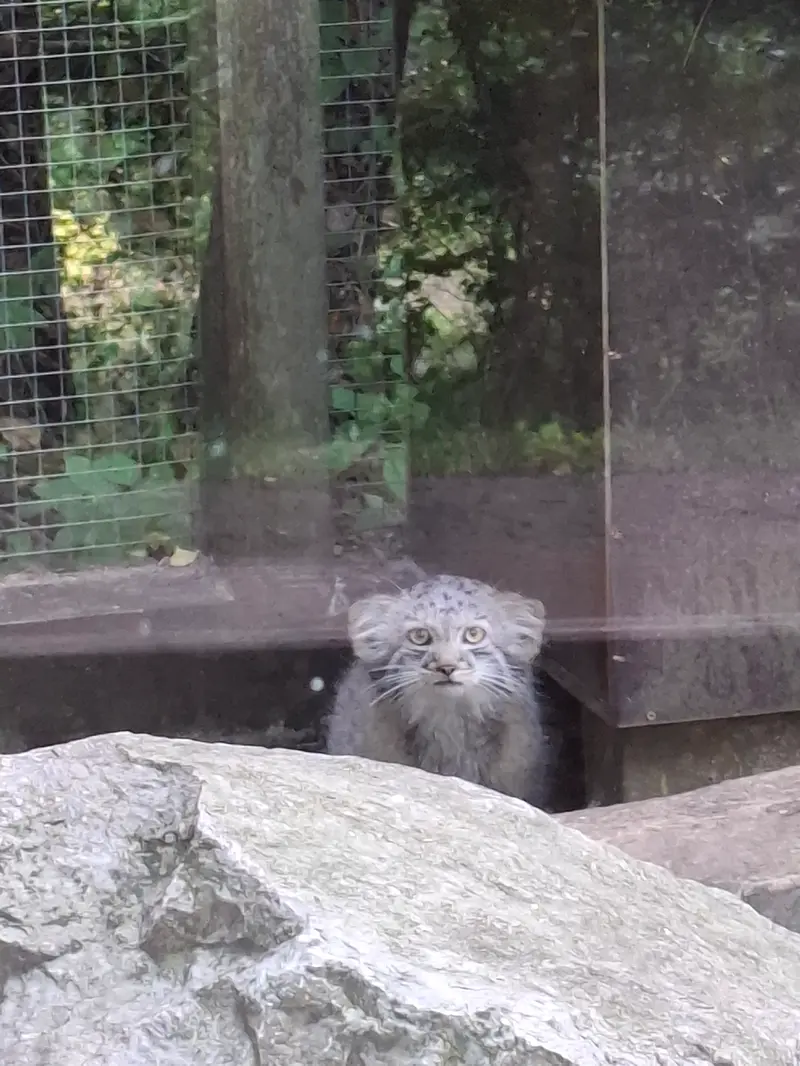 A photograph of Kitten of Alani b.2026 Ⅰ in Košice Zoo