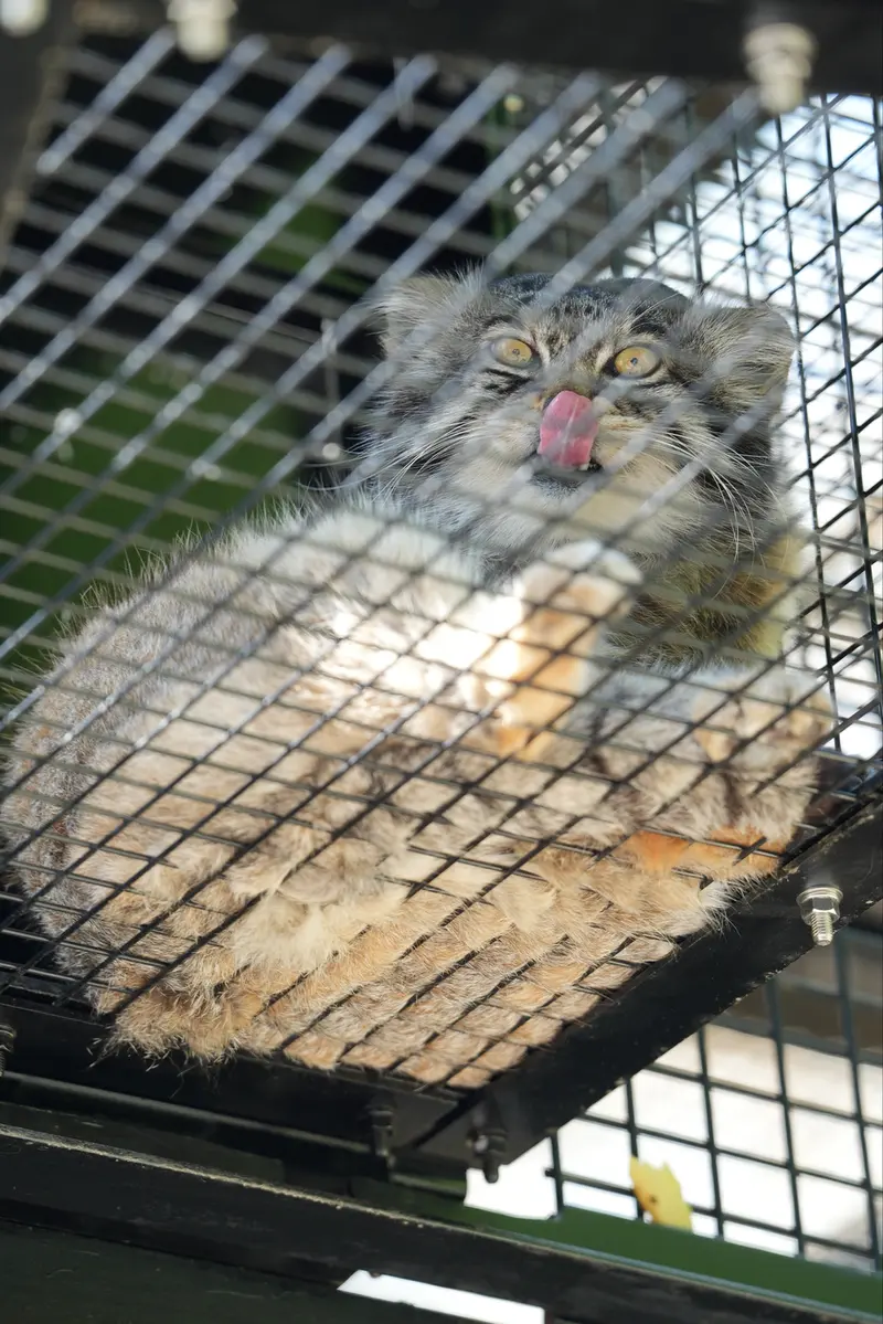 A photograph of a Pallas's cat