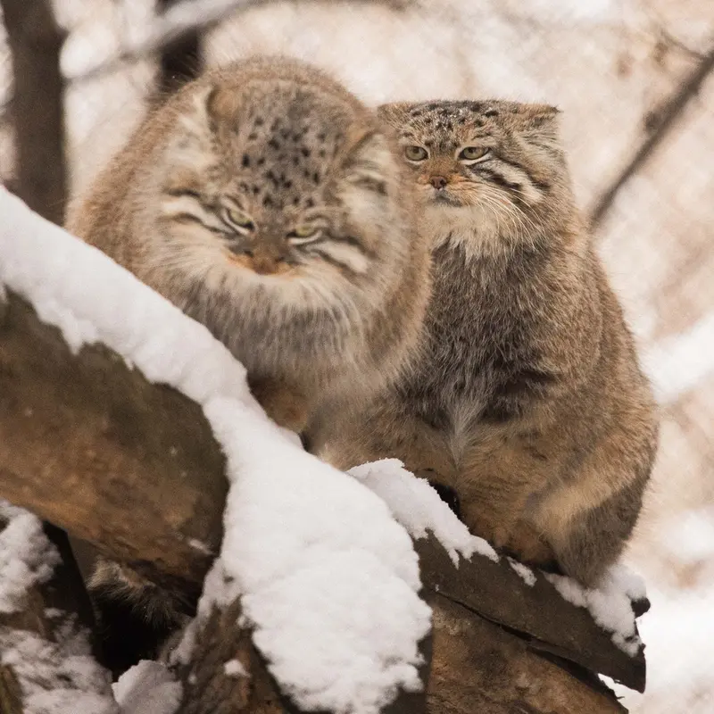 A photograph of Son of Eve 2024 Ⅰ and Sychik in Novosibirsk Zoo