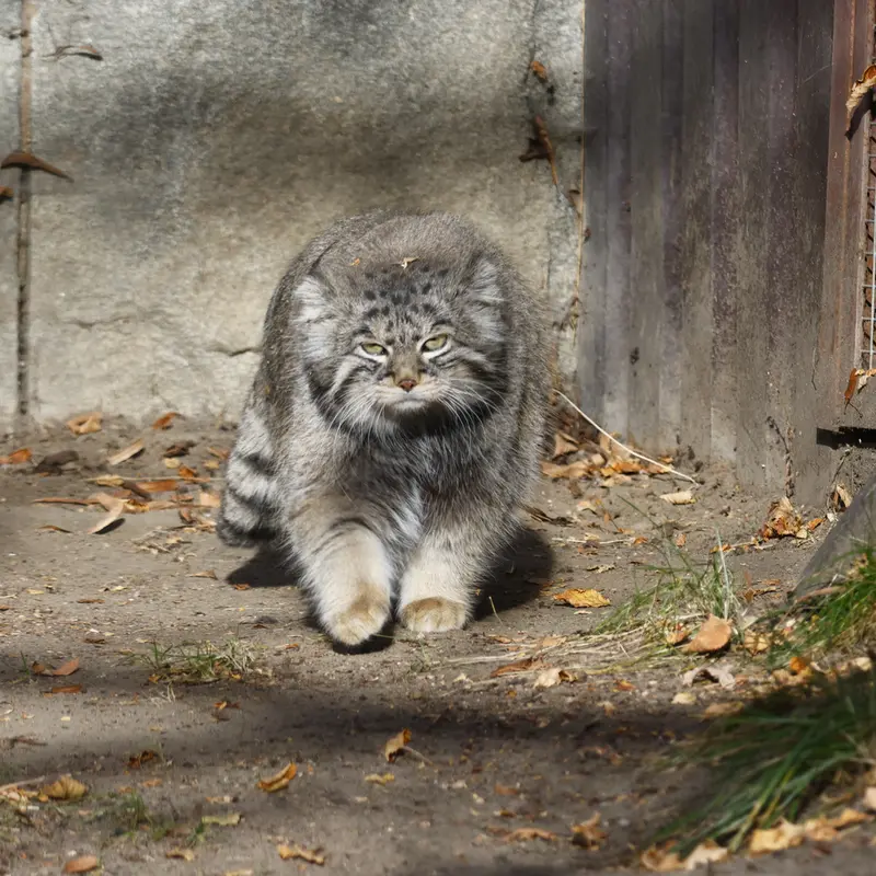 A photograph of Timofey in Moscow zoo