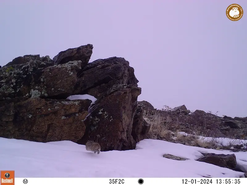 A photograph of Pika from Karashoky camera trap