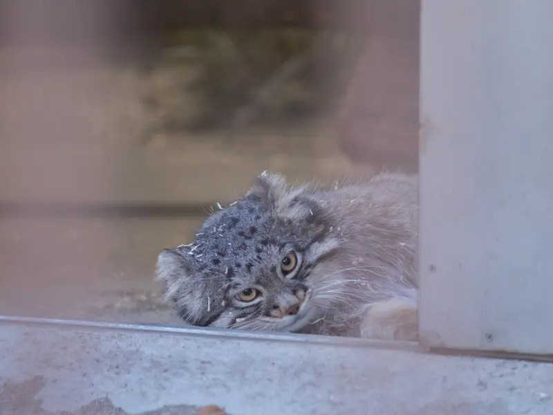 A photograph of Figa in Nogeyama Zoo