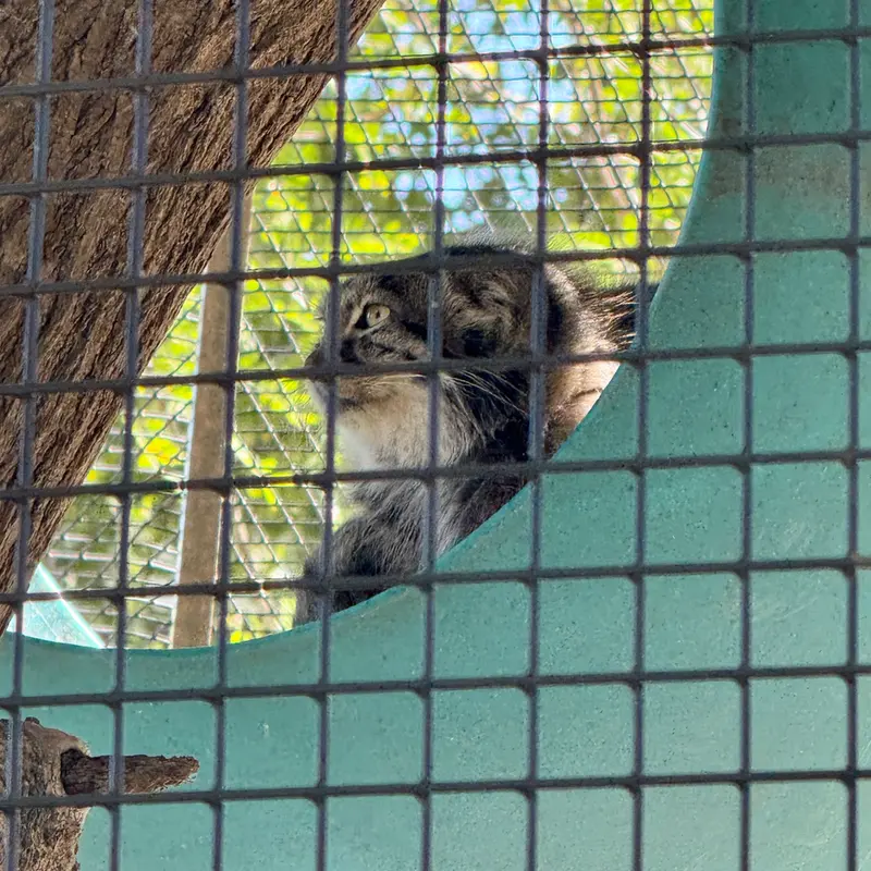 A photograph of Eevie in Niabi Zoo