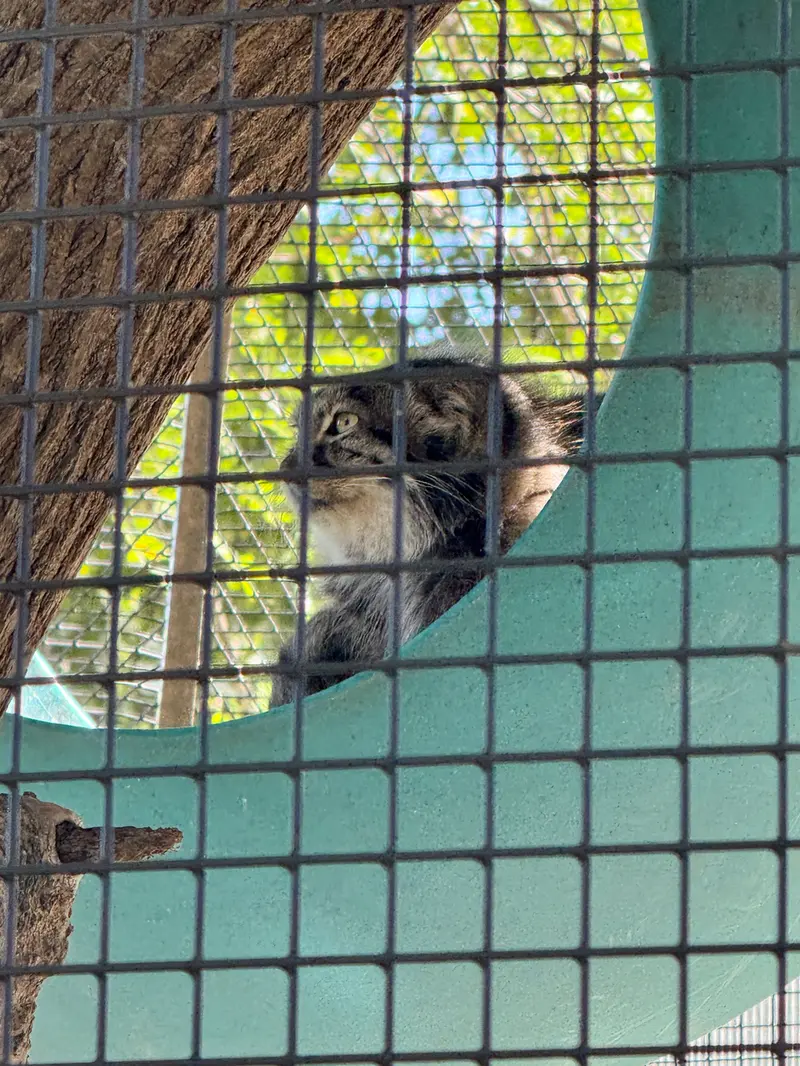 A photograph of Eevie in Niabi Zoo