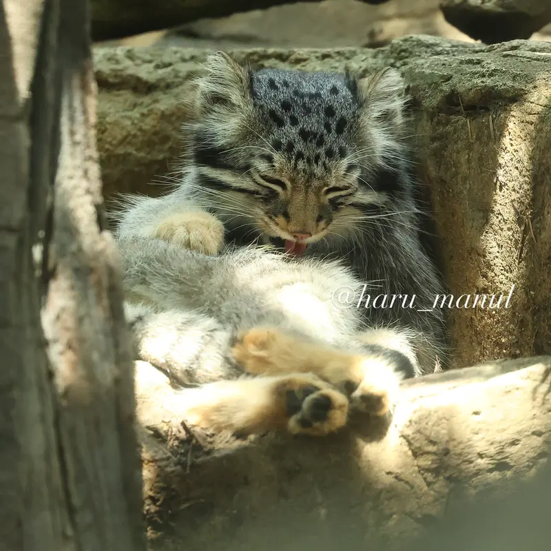 A photograph of Nagomu in Nasu Animal Kingdom