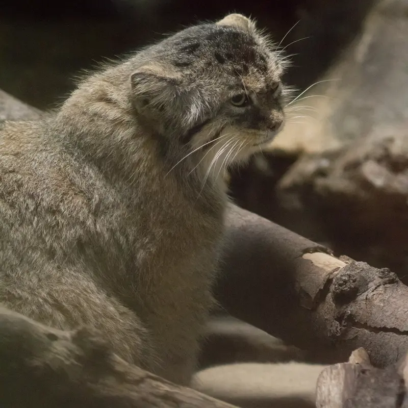A photograph of Primula in Ueno Zoological Gardens