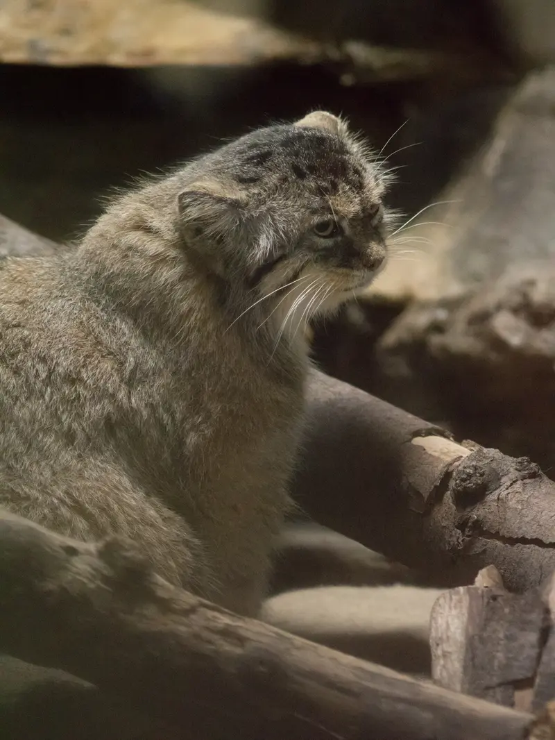 A photograph of Primula in Ueno Zoological Gardens