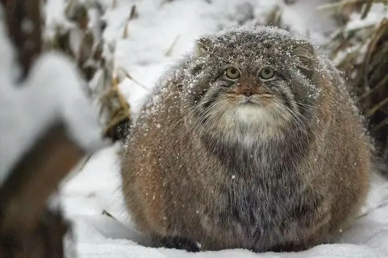 A photograph of a Pallas's cat