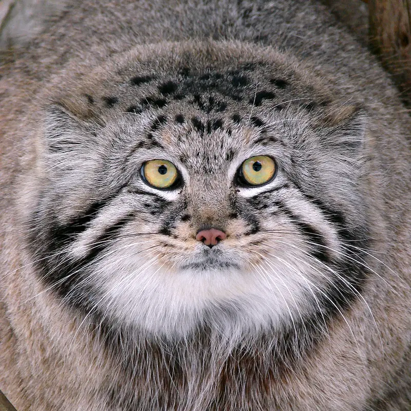 Hurst the Pallas's cat from Warsaw Zoo