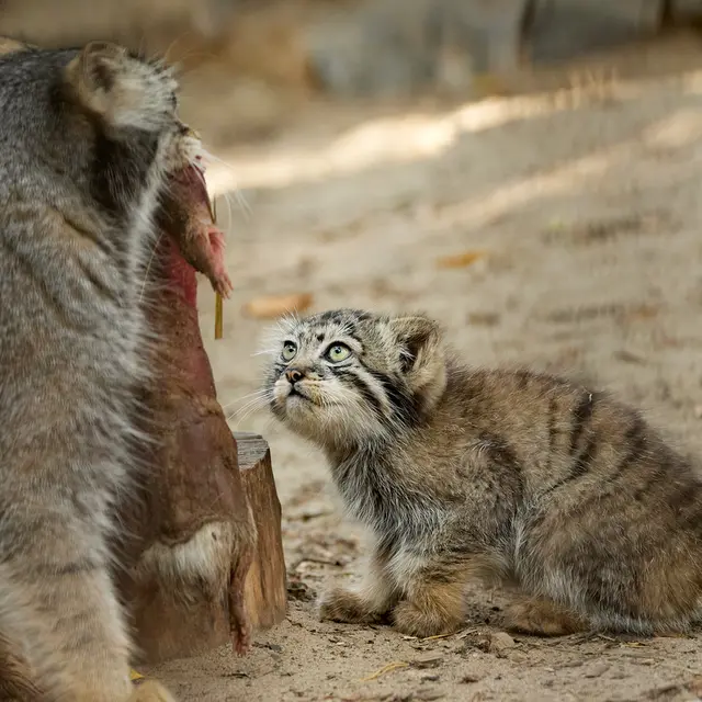 A photograph of Eve in Novosibirsk Zoo