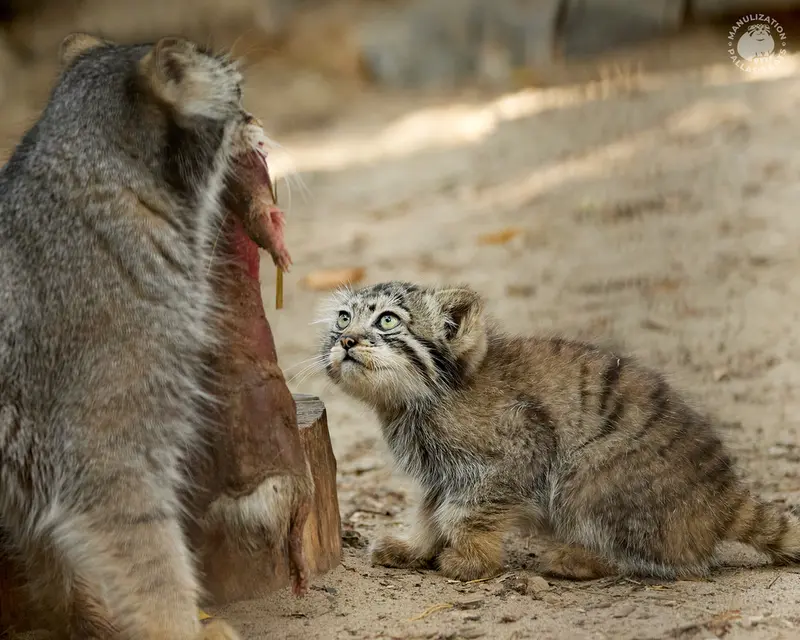 A photograph of Eve and Boris in Novosibirsk Zoo