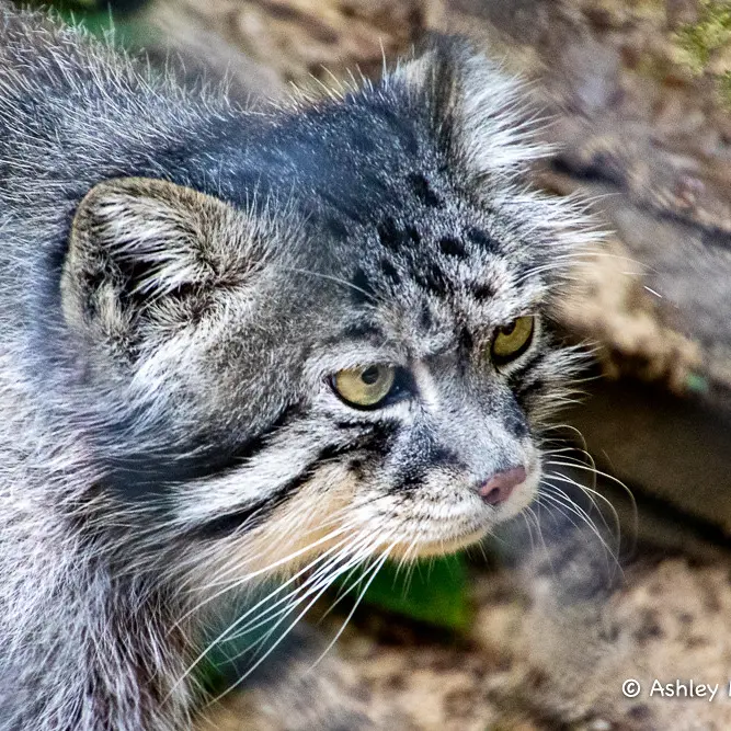 A photograph of Tull in Cotswold Wildlife Park and Gardens