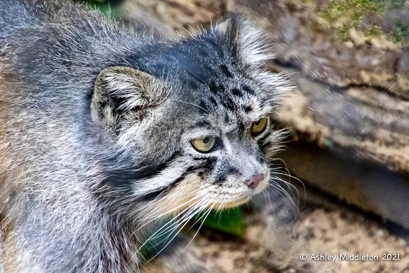 A photograph of Tull in Cotswold Wildlife Park and Gardens