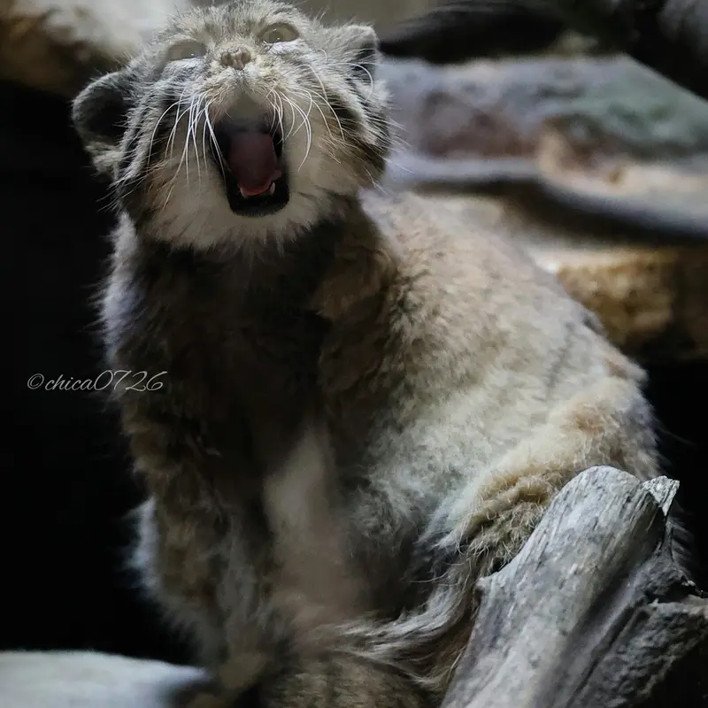 A photograph of Primula in Ueno Zoological Gardens