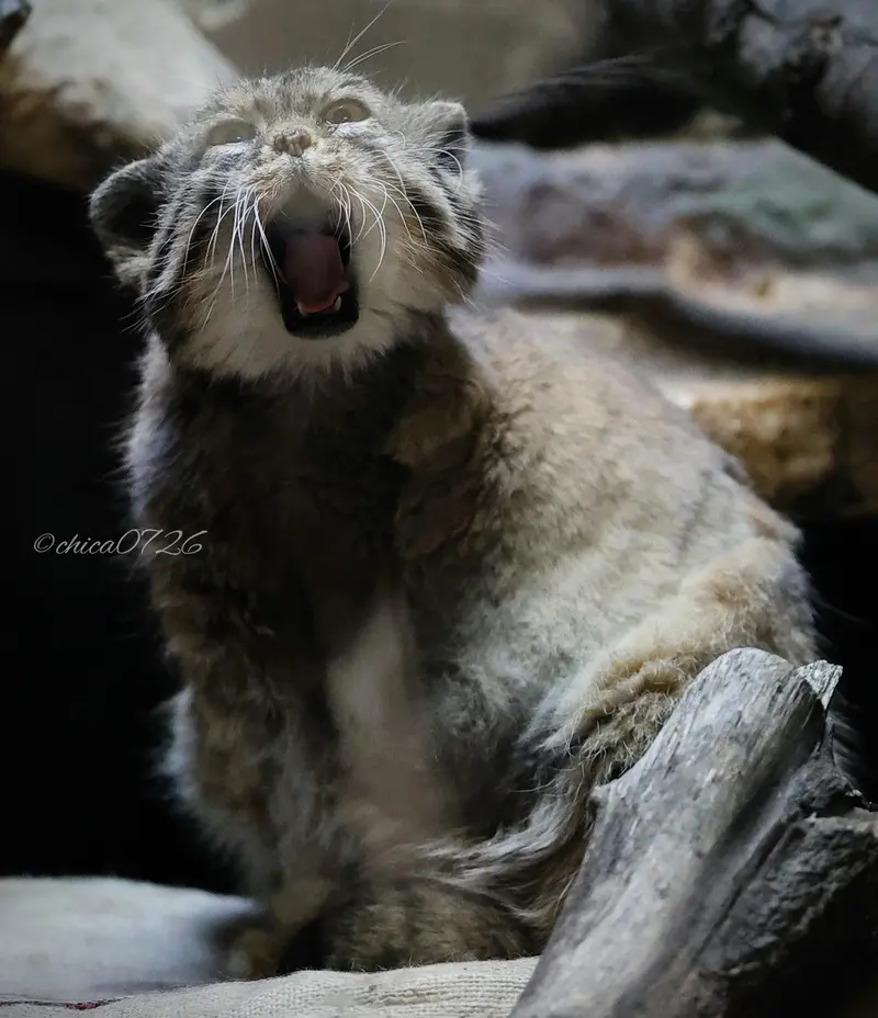 A photograph of Primula in Ueno Zoological Gardens